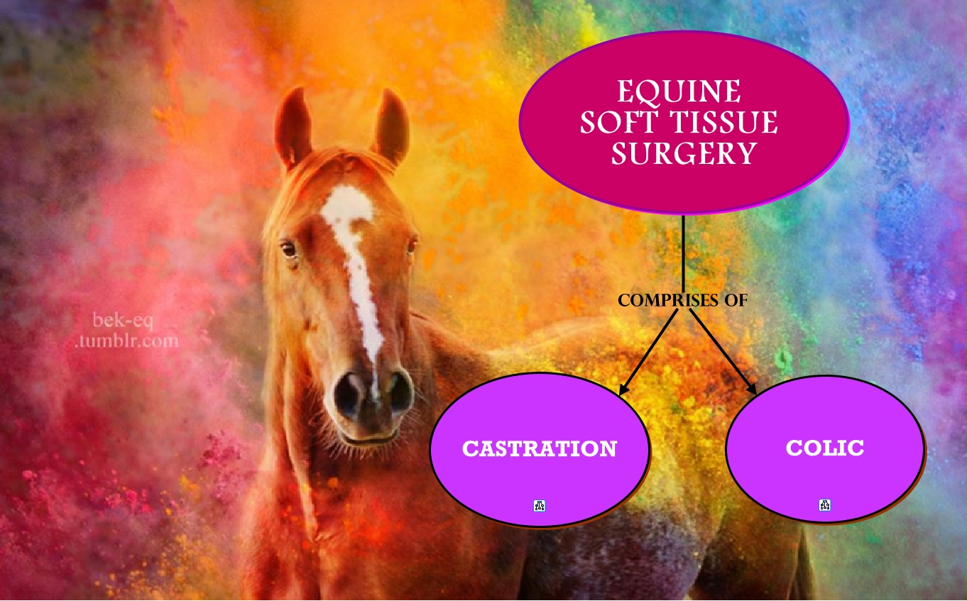 Lab 9 Equine soft tissue surgery